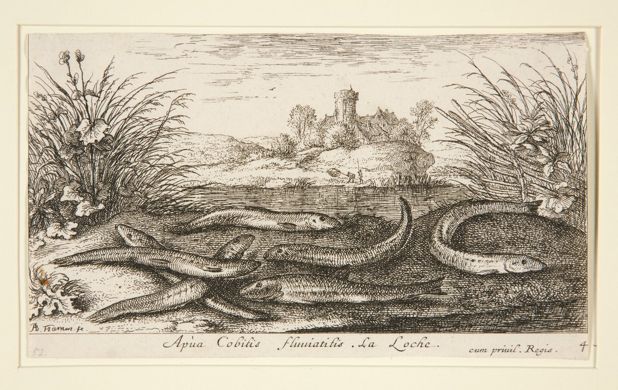 Le vairon, de la deuxième partie de la série Poissons d