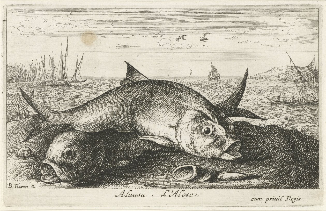 Deux aloses sur la plage (Poissons de mer) - Albert Flamen