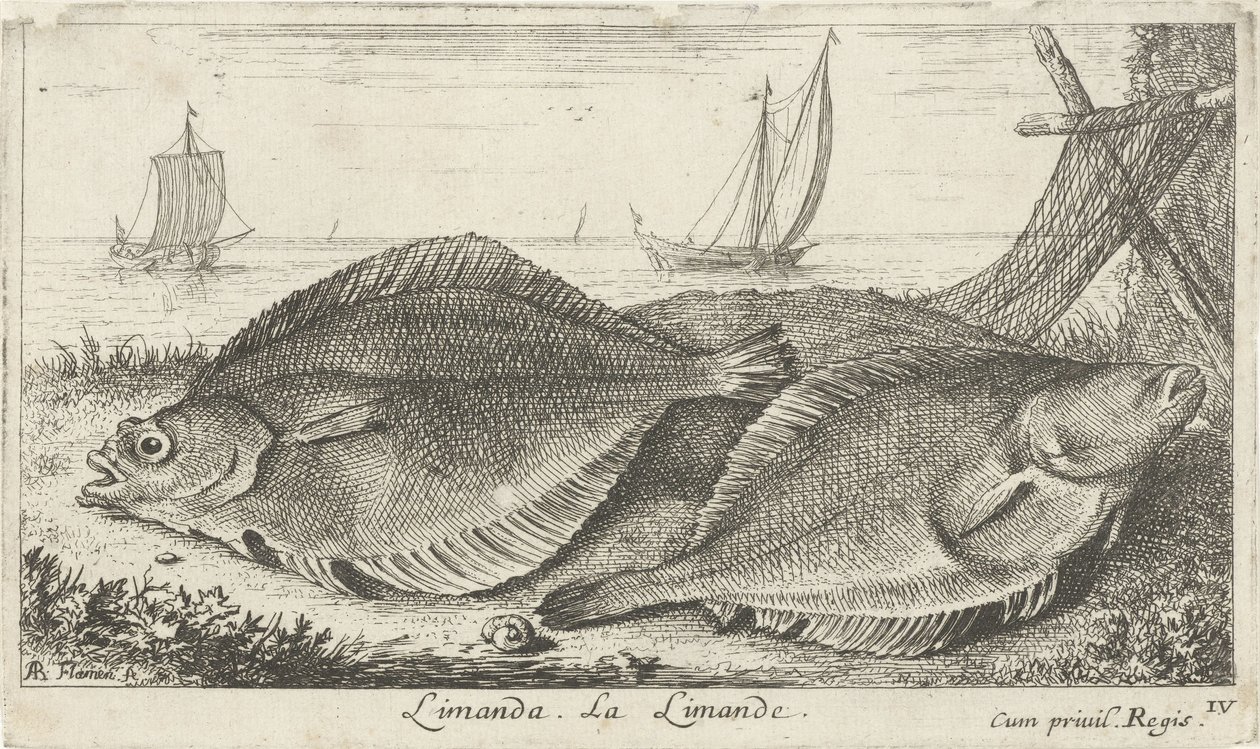 Deux limandes sur la plage. Poissons de mer - Albert Flamen