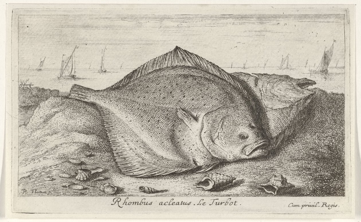 Deux turbots sur la plage - Albert Flamen