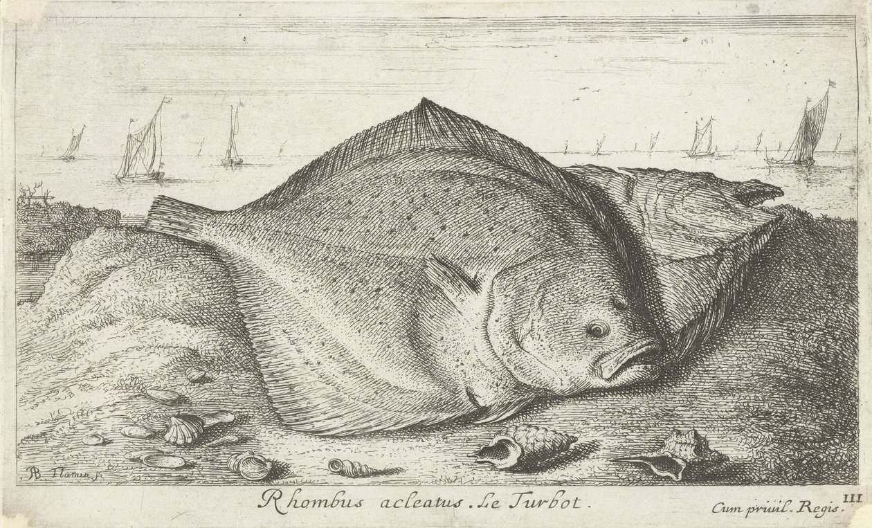 Deux turbots sur la plage (Rhombus acleatus. Le Turbot.) (Vissen en andere zeedieren - zoutwater derde reeks, Poissons de mer) - Albert Flamen