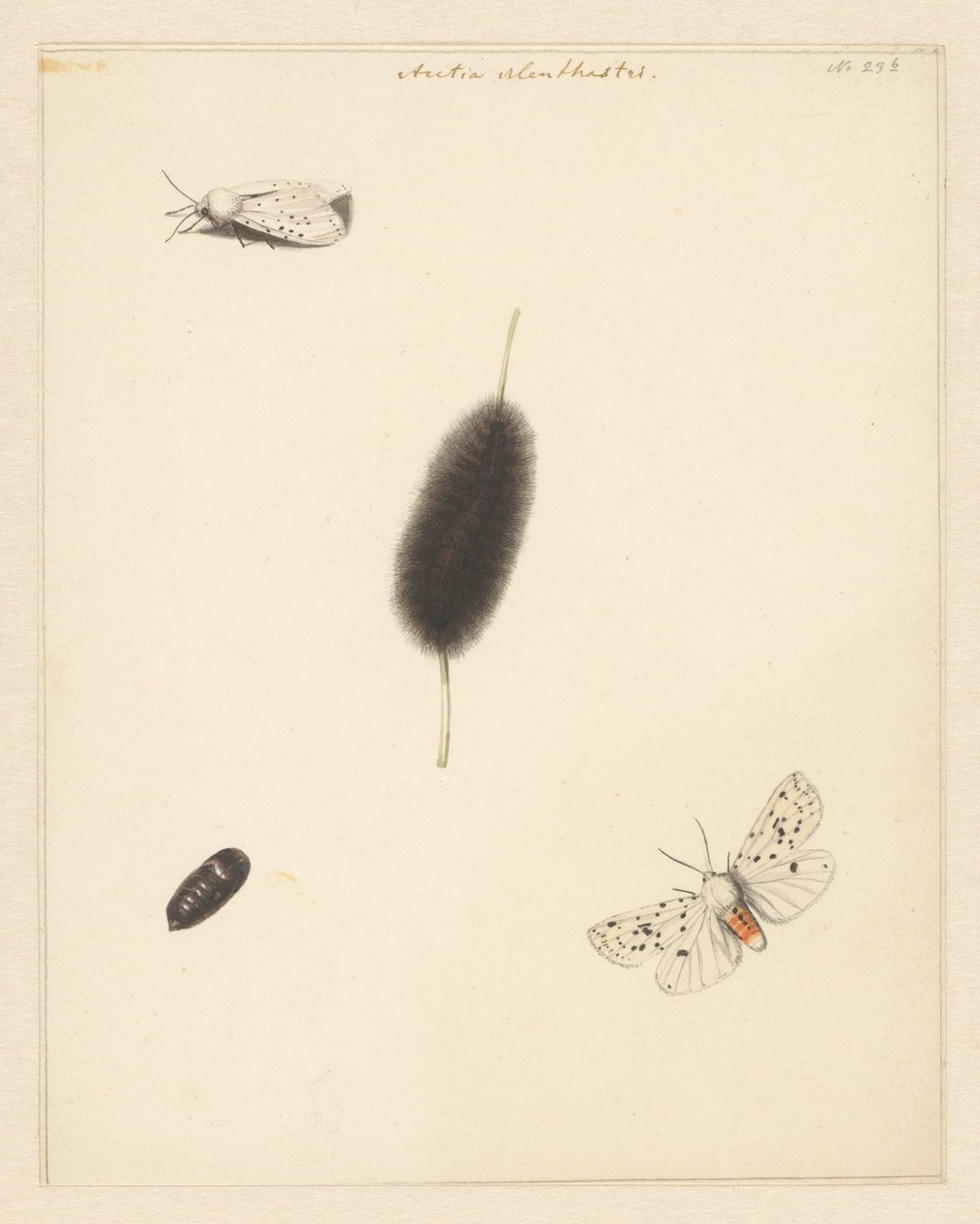 Feuille d