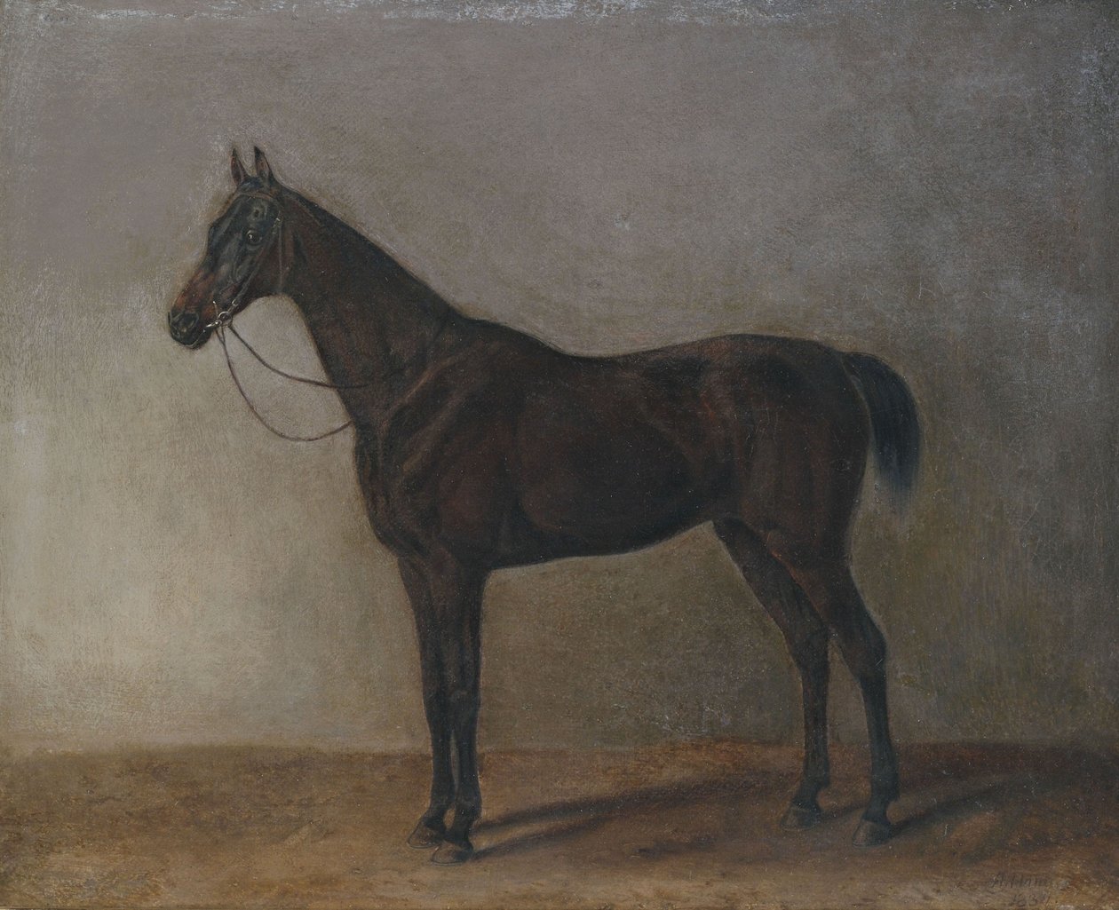 Cheval bai - Albrecht Adam