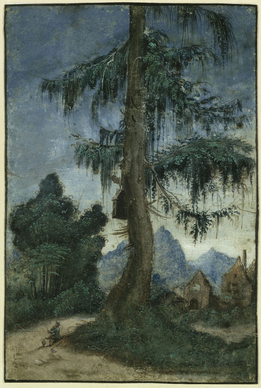 Paysage avec un épicéa - Albrecht Altdorfer