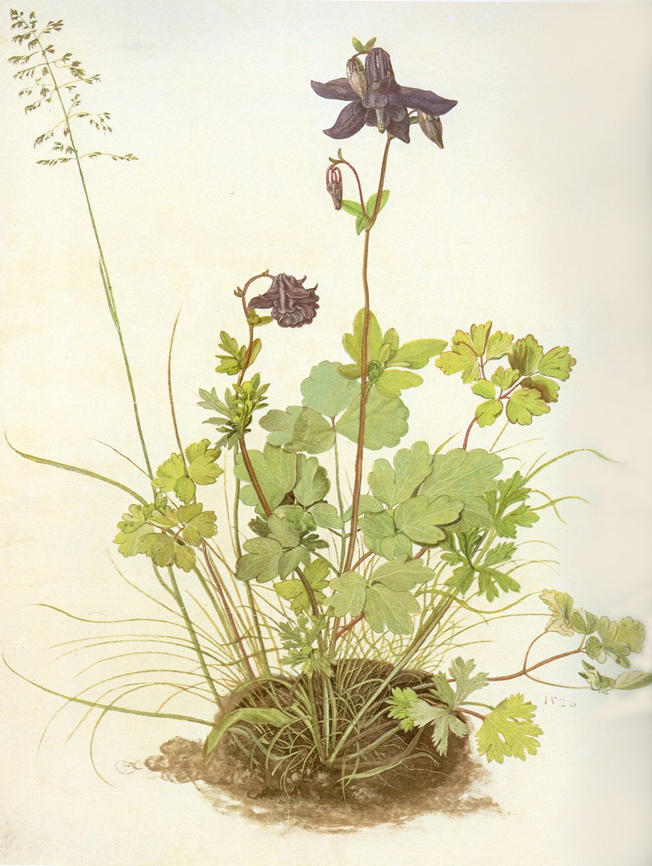 Albrecht D Ancolie - Albrecht Dürer