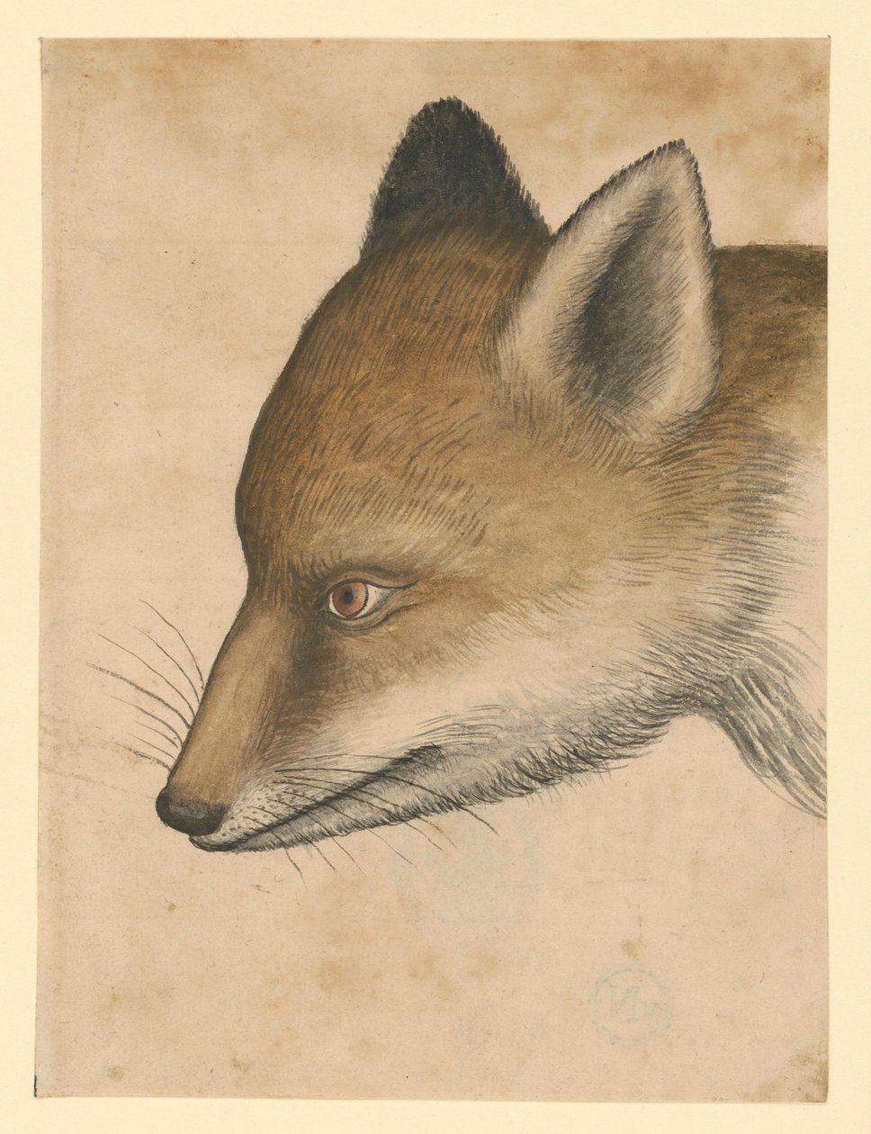 Tête de renard, tournée vers la gauche - Albrecht Dürer