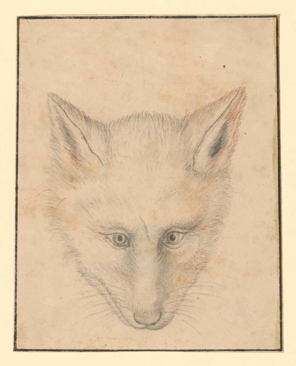 Tête de renard, vue de face - Albrecht Dürer