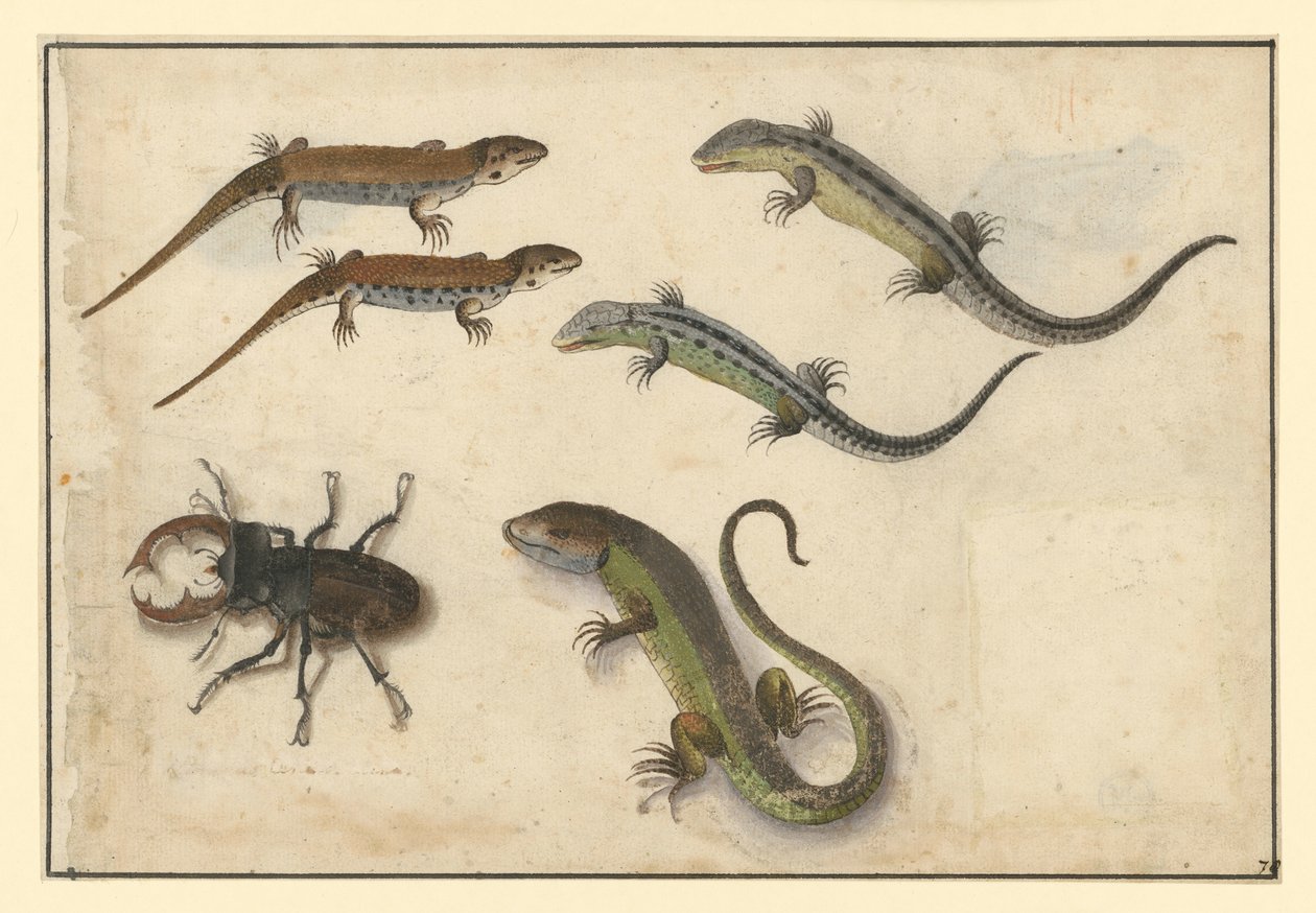 Cinq lézards et (à gauche) un lucane cerf-volant - Albrecht Dürer