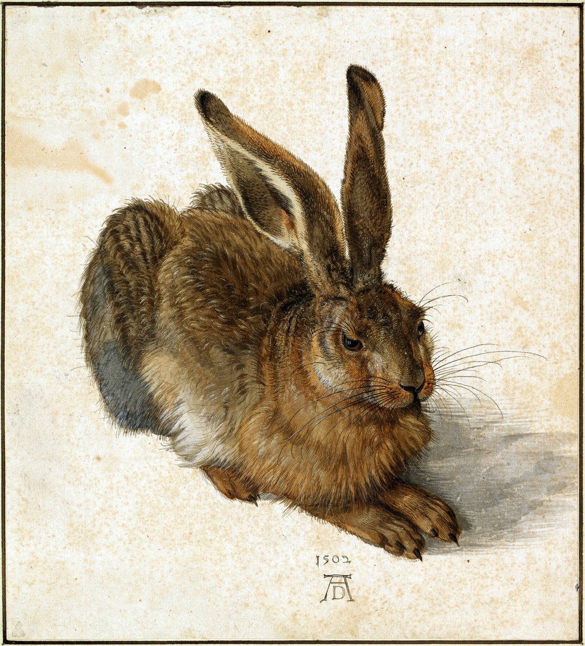 Allemand : Feldhase Young Hare - Albrecht Dürer