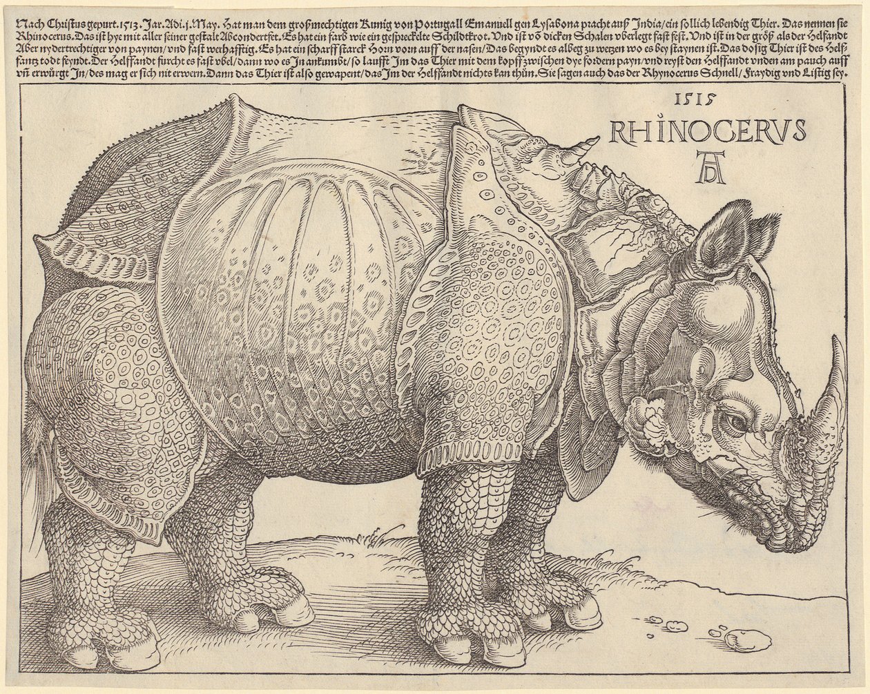 Rhinocéros - Albrecht Dürer