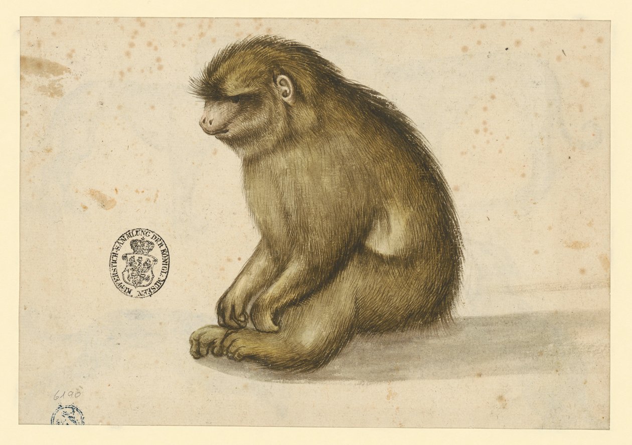 Singe assis - Albrecht Dürer