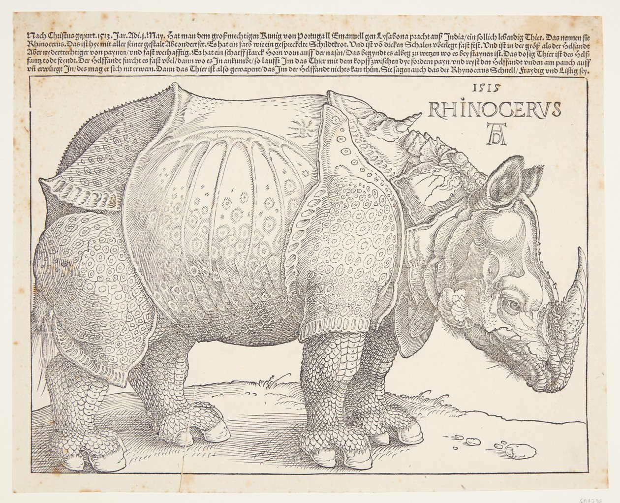 Le rhinocéros - Albrecht Dürer