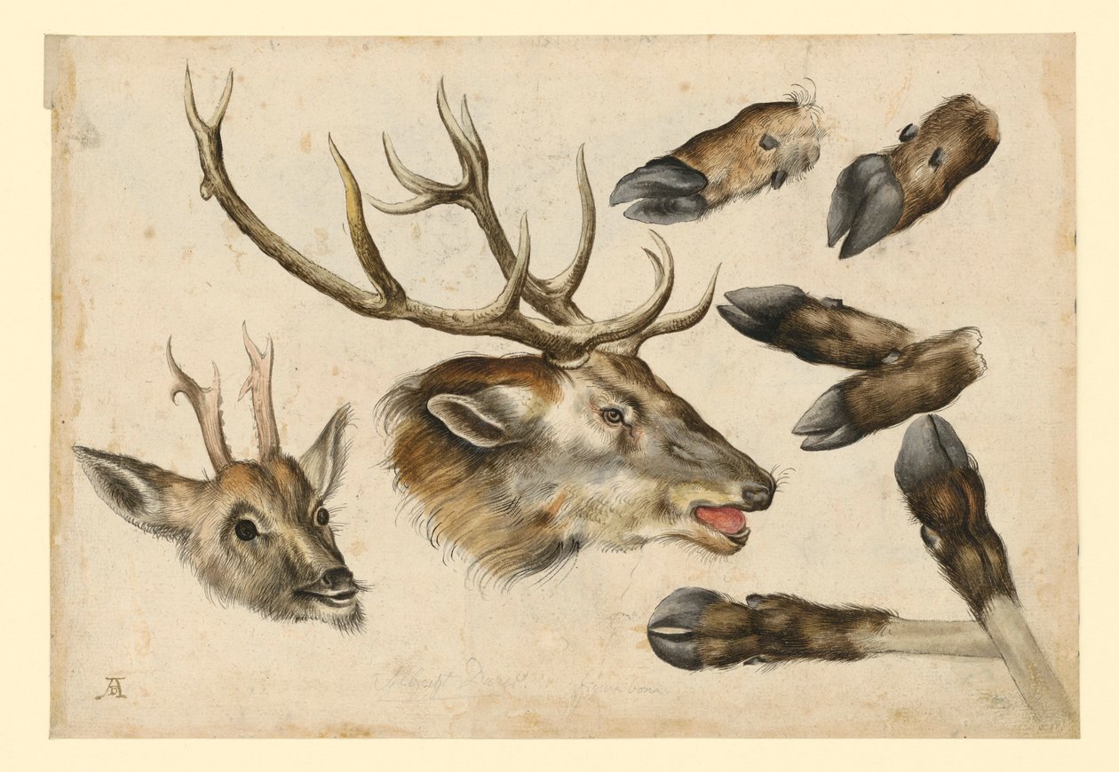 Deux têtes de cerf, tournées vers la droite, et 6 canons - Albrecht Dürer