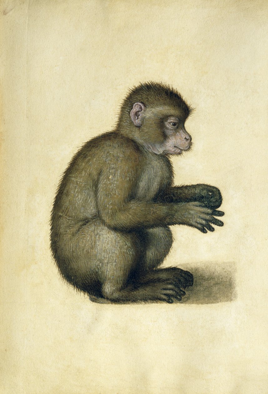 Un singe - Albrecht Dürer