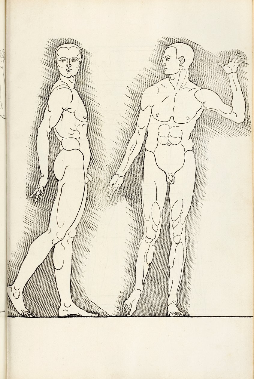 Gravure anatomique de Hierinn sind begriffen vier bücher von menschlicher Proportion, 1528 - Albrecht Dürer
