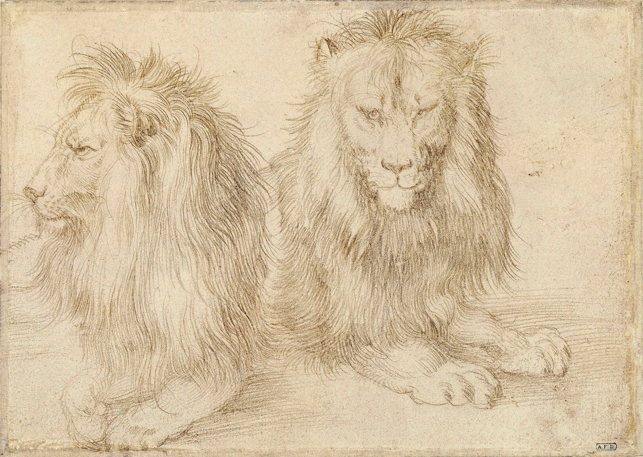 Deux lions assis - Albrecht Dürer