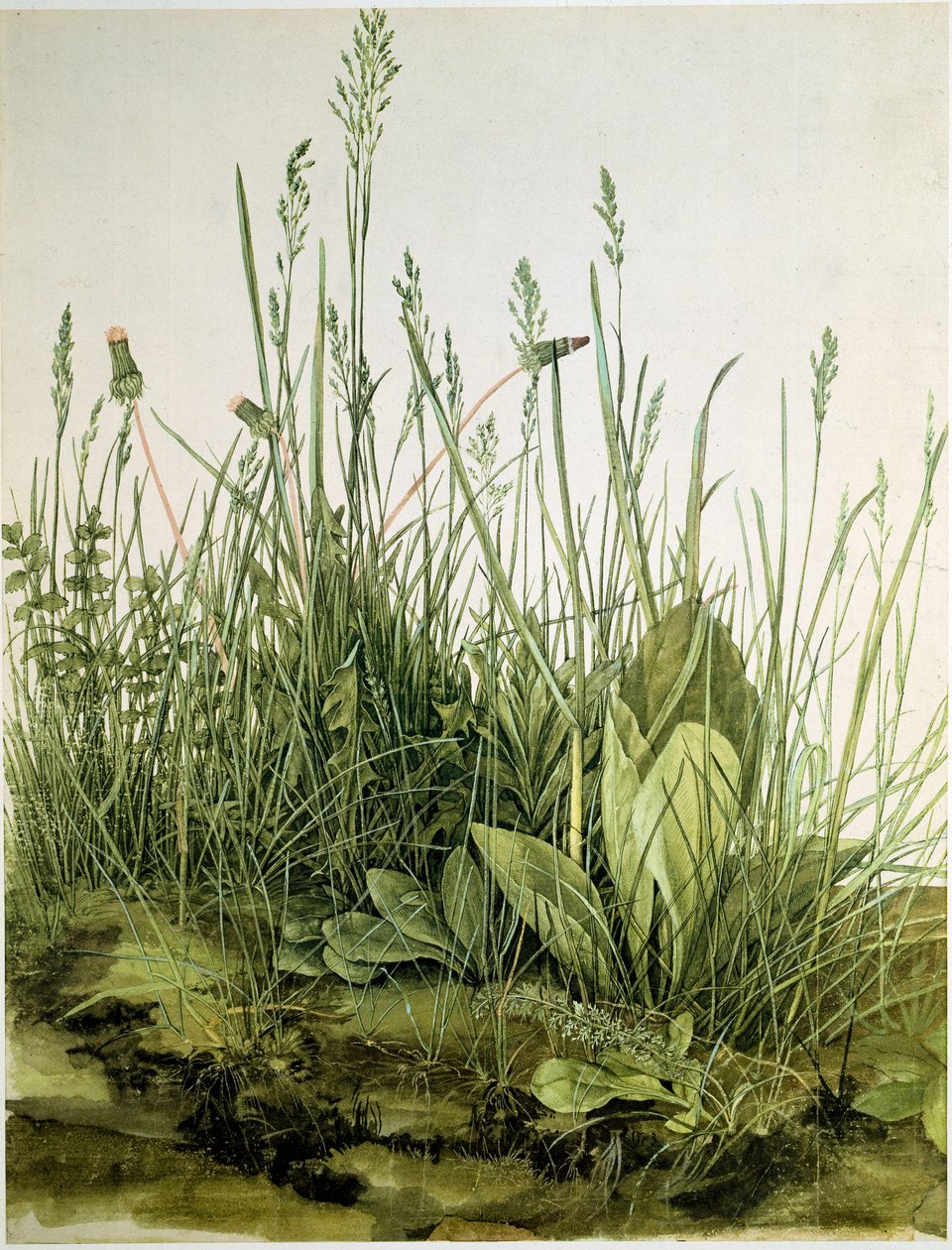 La Motte avec des herbes sauvages - Albrecht Dürer