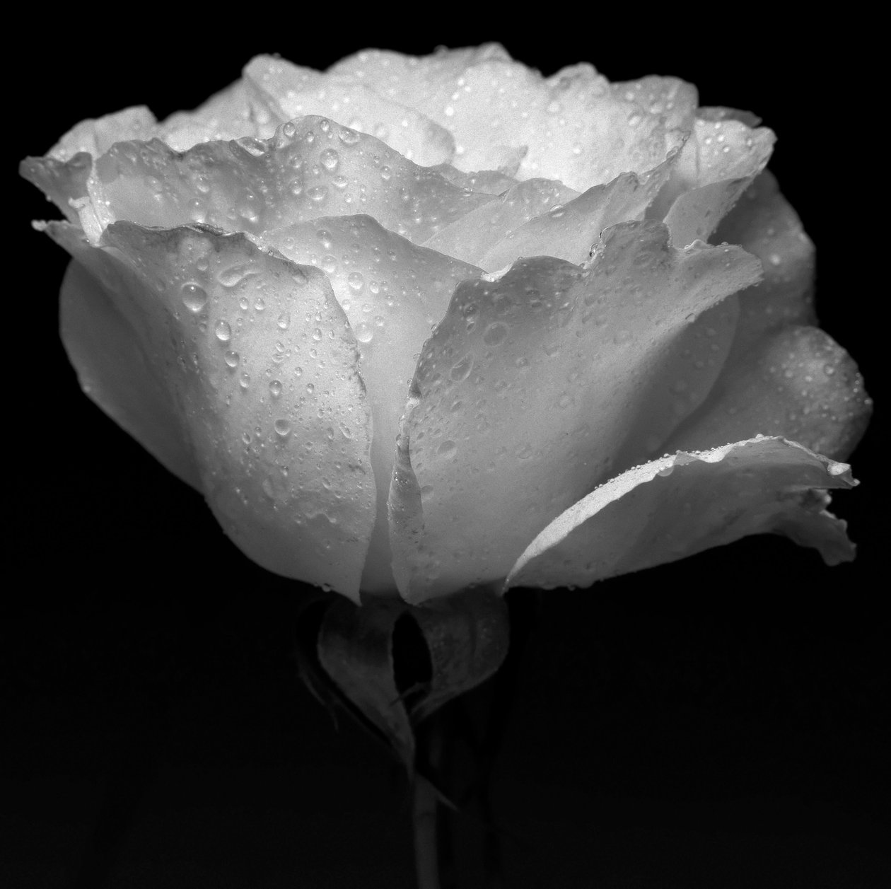 fleur blanche et eau - Alex Caminker
