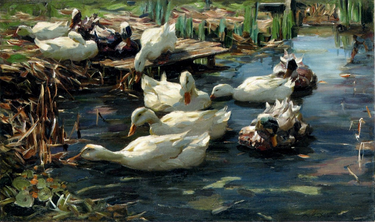 Canards dans une Mare - Alexander Koester