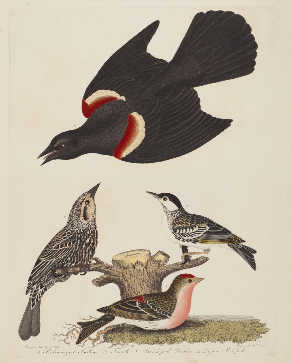 Étourneau à ailes rouges, femelle étourneau à ailes rouges, paruline à calotte noire et moindre..., pub. 1808-1814 - Alexander Lawson
