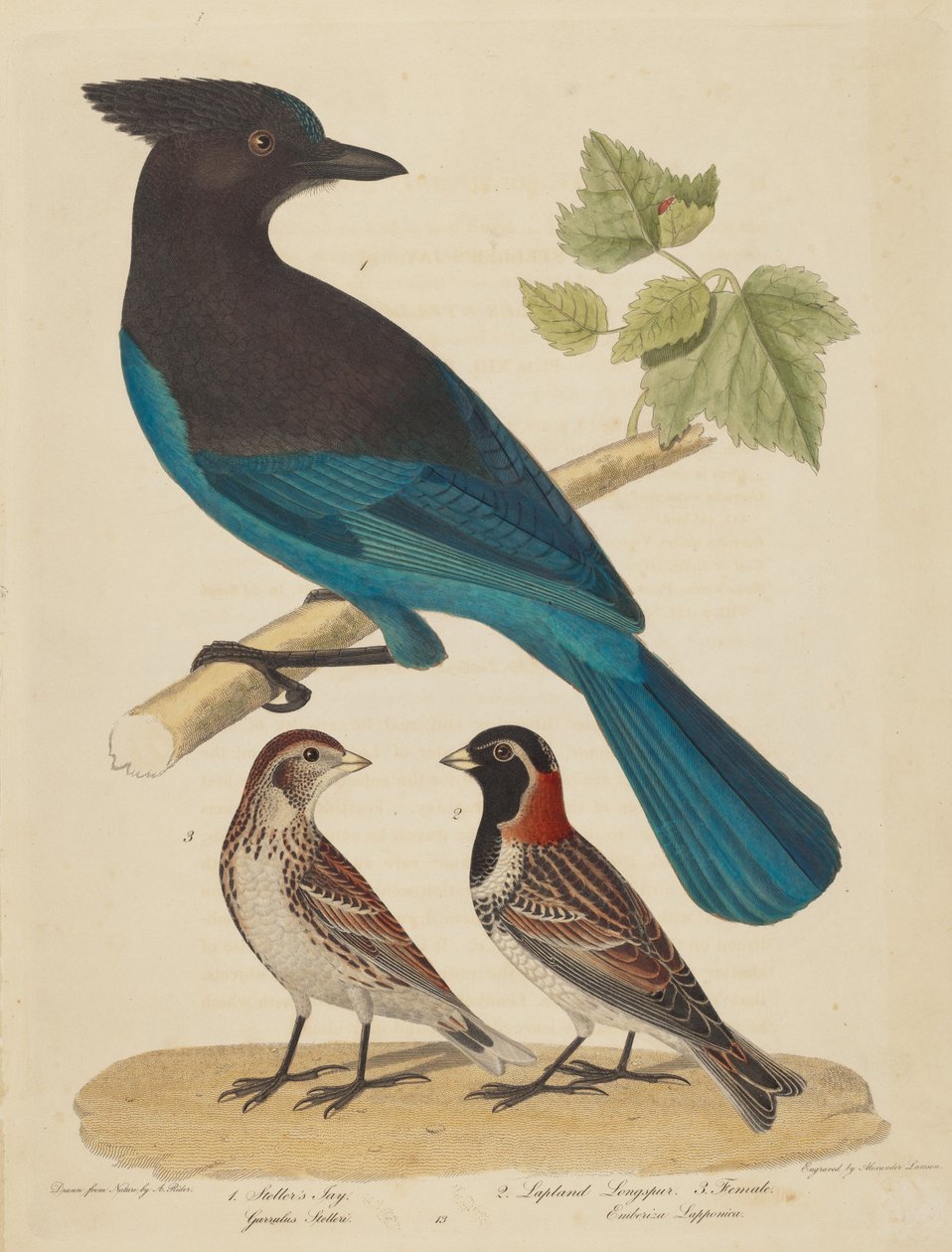 Geai de Steller, Bruant des neiges et femelle - Alexander Lawson after Alexander Rider