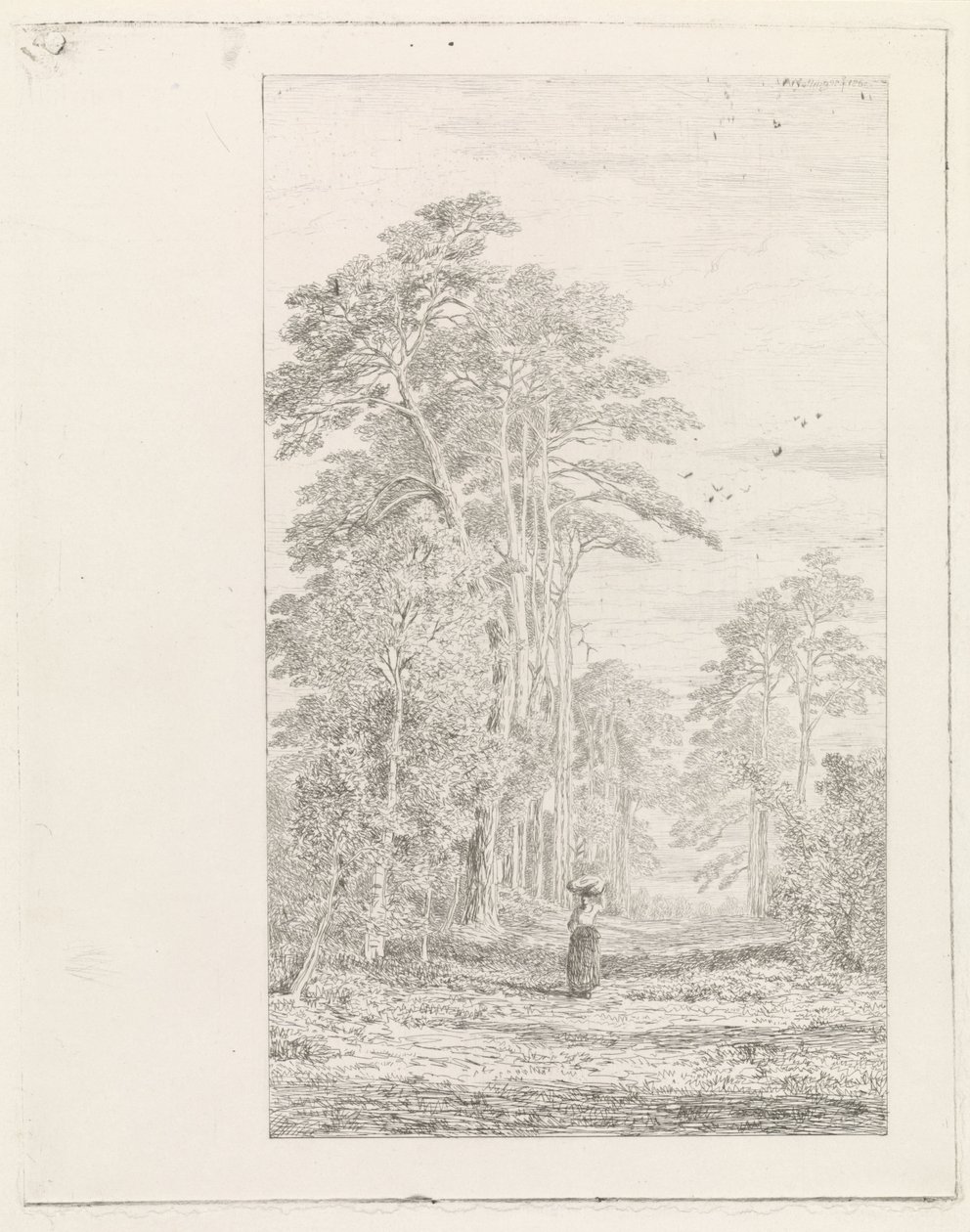 Allée de pins - Alexander Mollinger