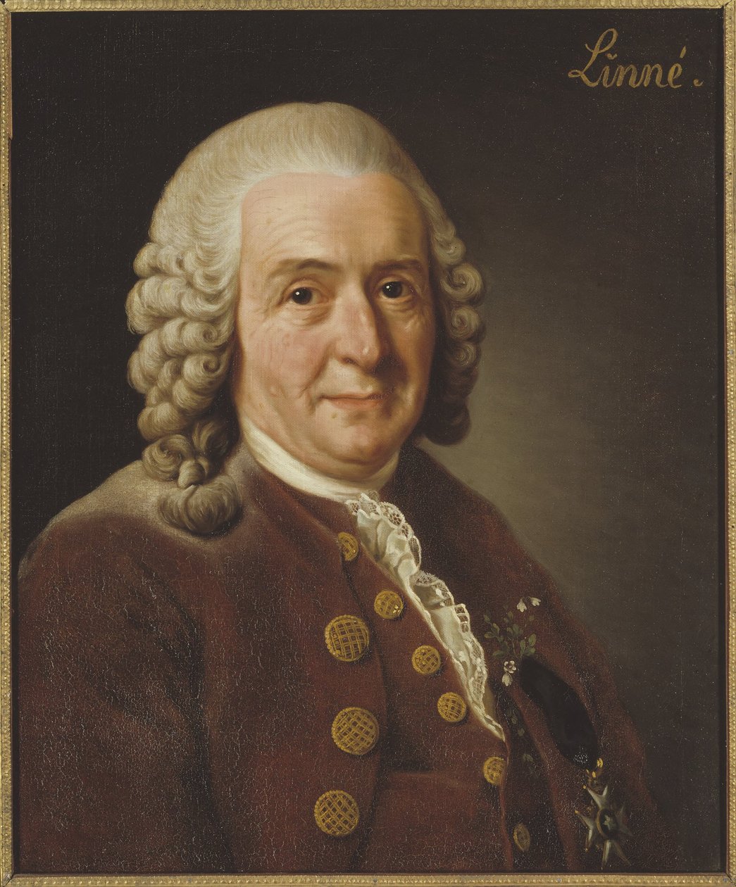 Carl von Linné (1707-1778), professeur et botaniste, 1775 - Alexander Roslin