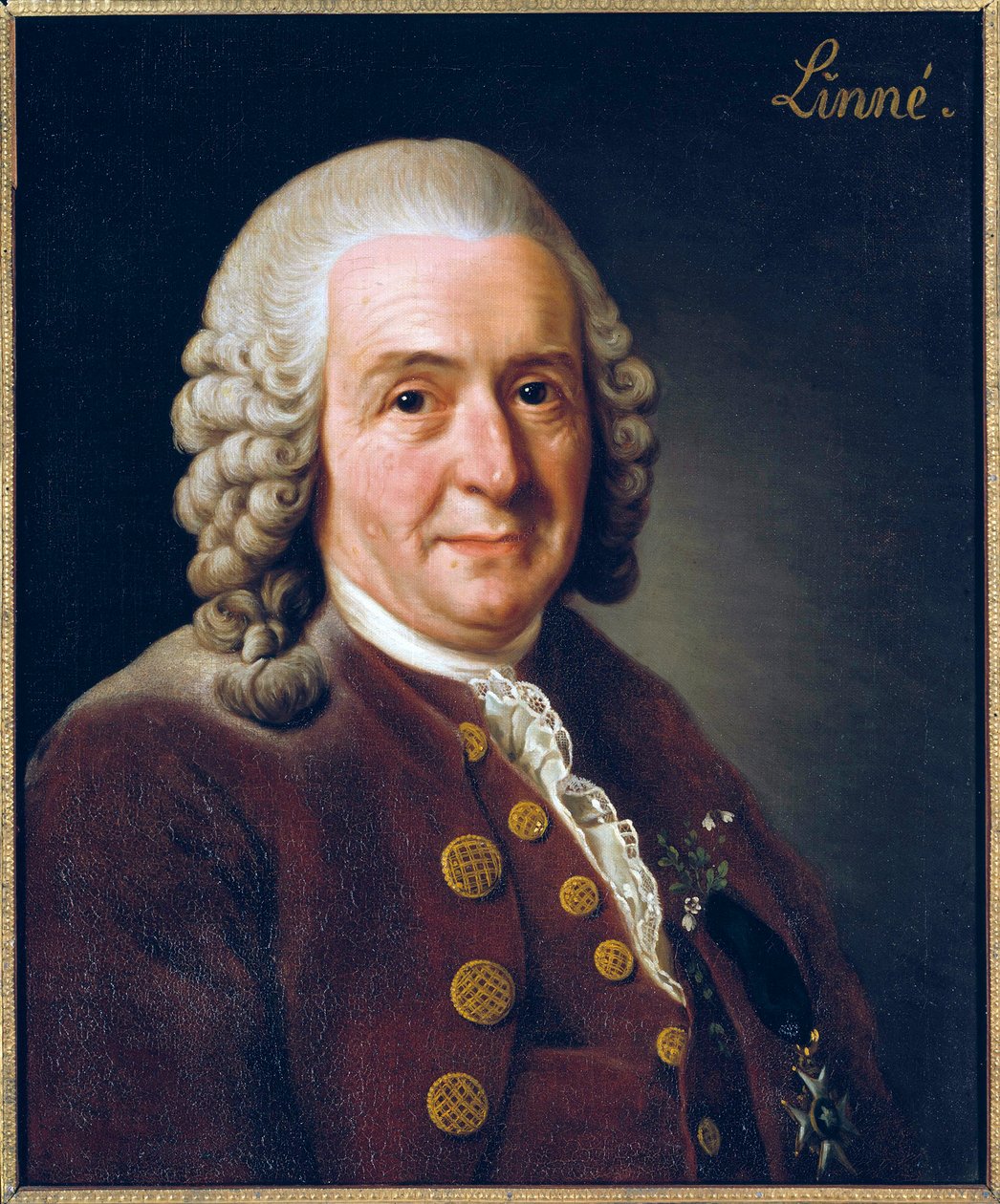 Portrait de Carl von Linné - Alexander Roslin