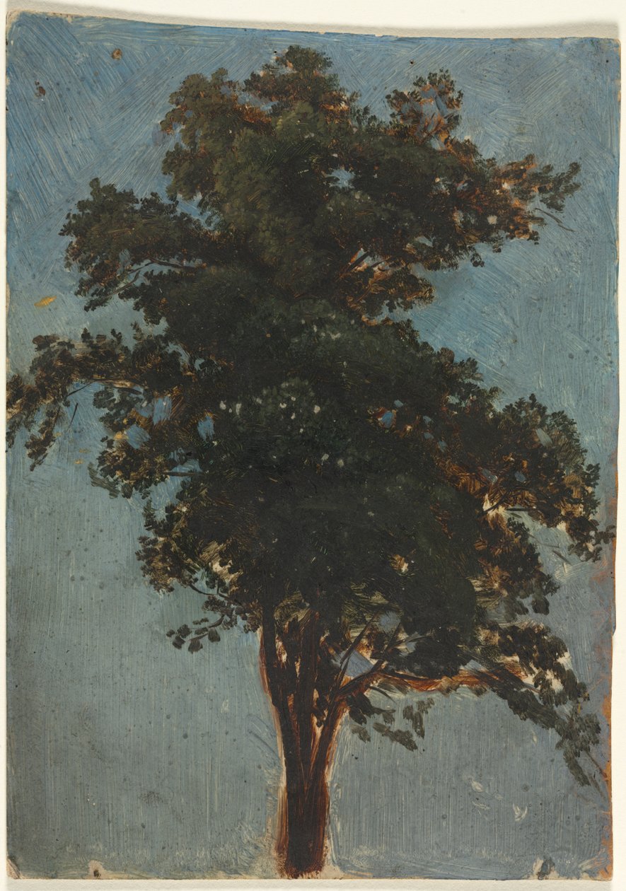 Étude sur les arbres - Alexandre Calame