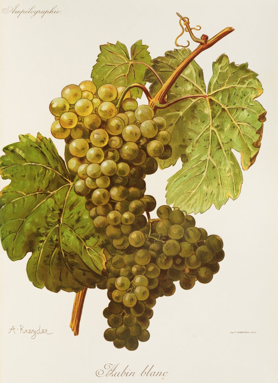 Raisin Aubin Blanc - Alexis Kreyder