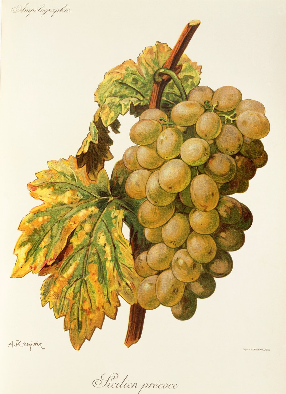 Raisin Frankenthal - Alexis Kreyder