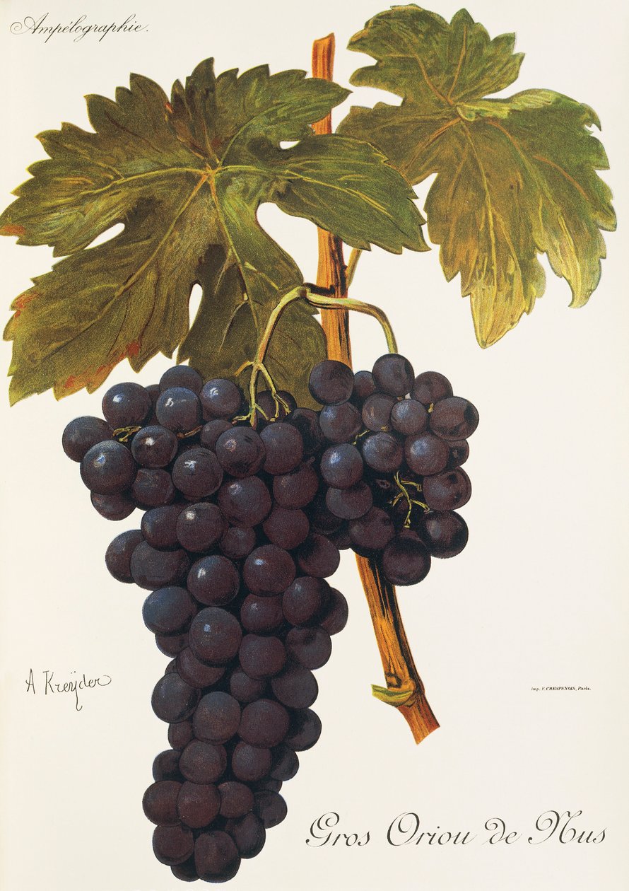 Raisin Gros Oriou de Mus - Alexis Kreyder