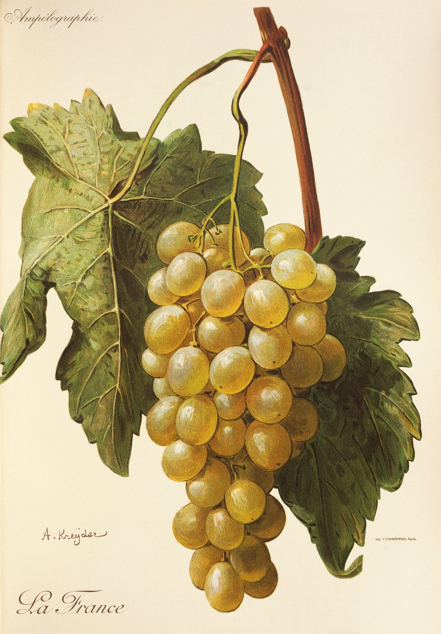Raisin La France - Alexis Kreyder