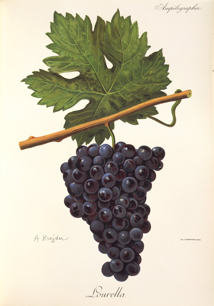 Raisin Lourella par A. Kreyder - Alexis Kreyder