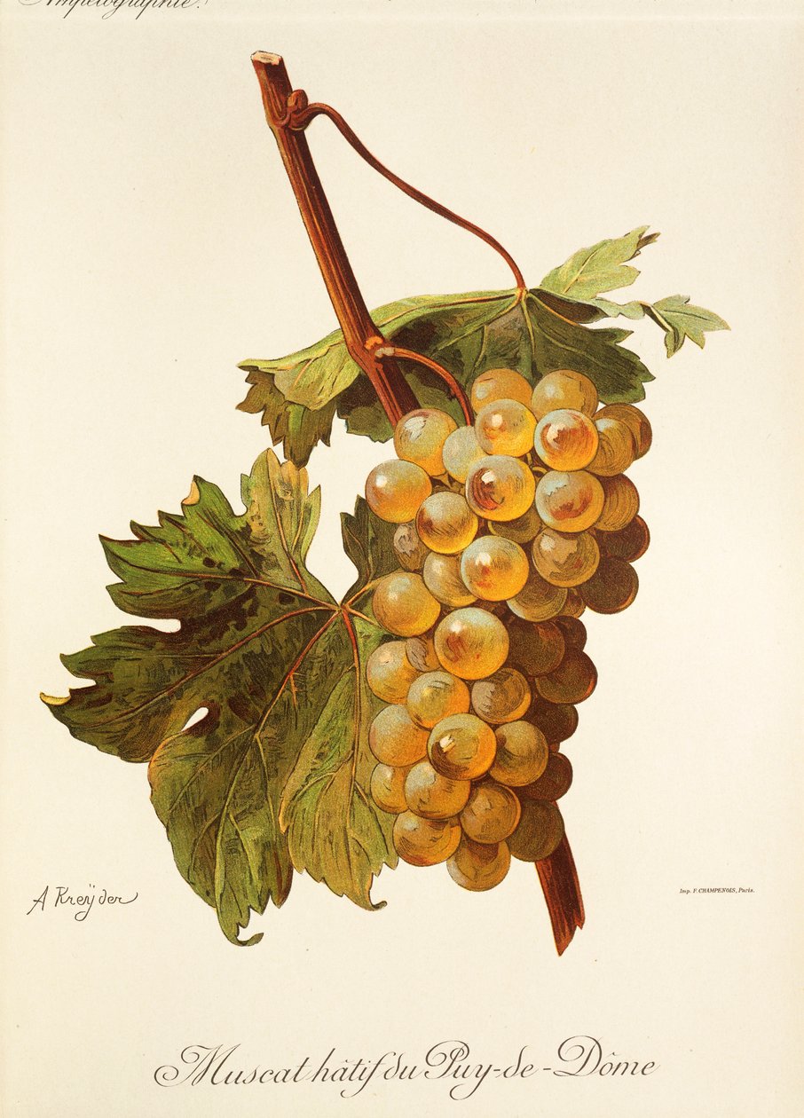 Muscat Hatif du Puy-de-Dome - Alexis Kreyder