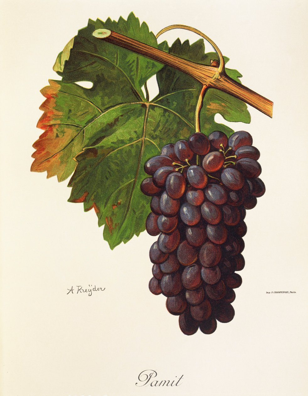 Raisin Pamit par A. Kreyder - Alexis Kreyder