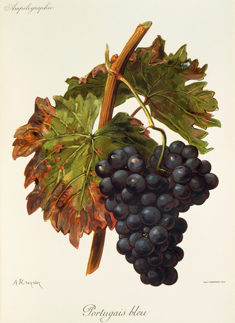 Raisin Portugais bleu par A. Kreyder - Alexis Kreyder