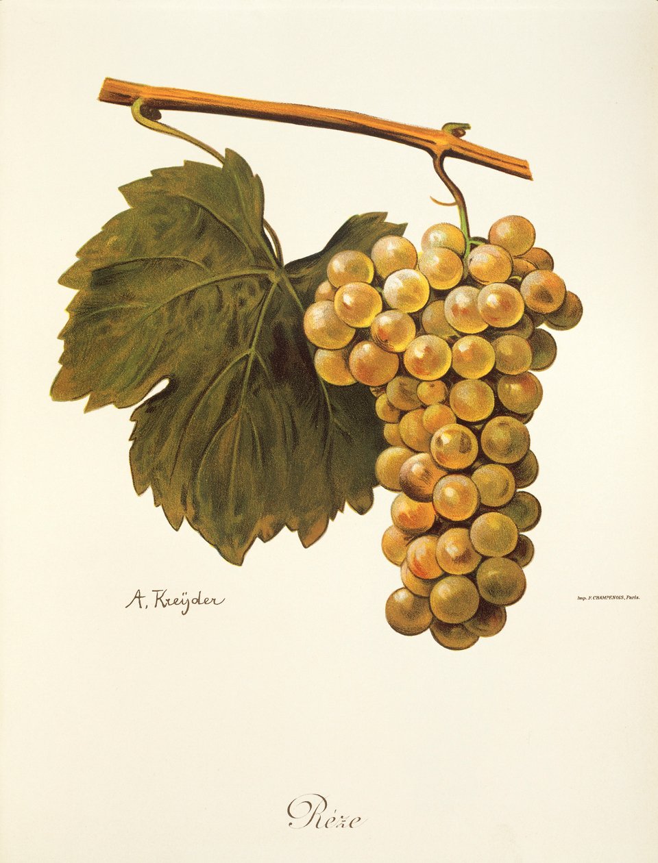 Raisin Reze par A. Kreyder - Alexis Kreyder