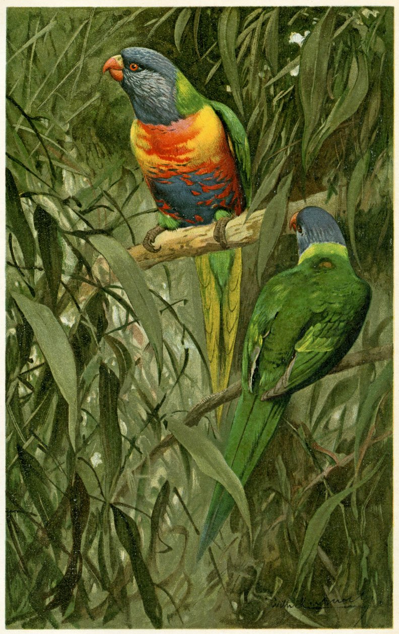 Une paire de loris arc-en-ciel, 1890 - Alfred Brehm