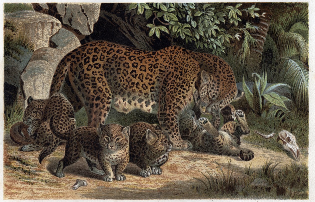 Panthère et ses petits - Panthera, de « La vie des animaux de Brehm » (gravure) - Alfred Brehm
