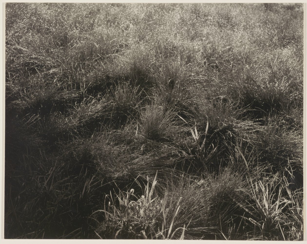 Graminées - Alfred Stieglitz