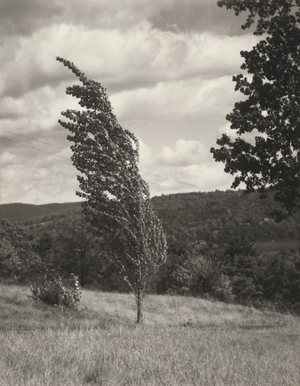 Poplar — Lac George - Alfred Stieglitz