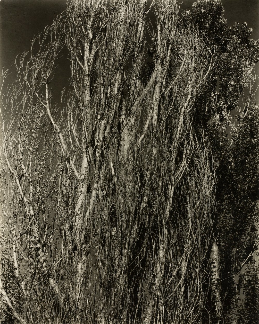 Peupliers—Lac George - Alfred Stieglitz