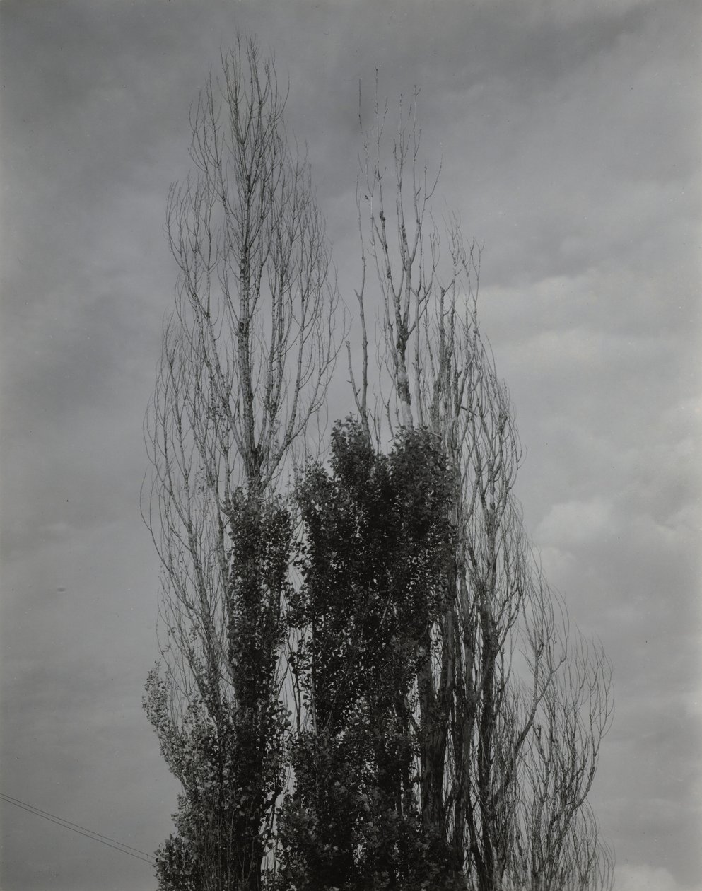 Poplars — Lac George - Alfred Stieglitz