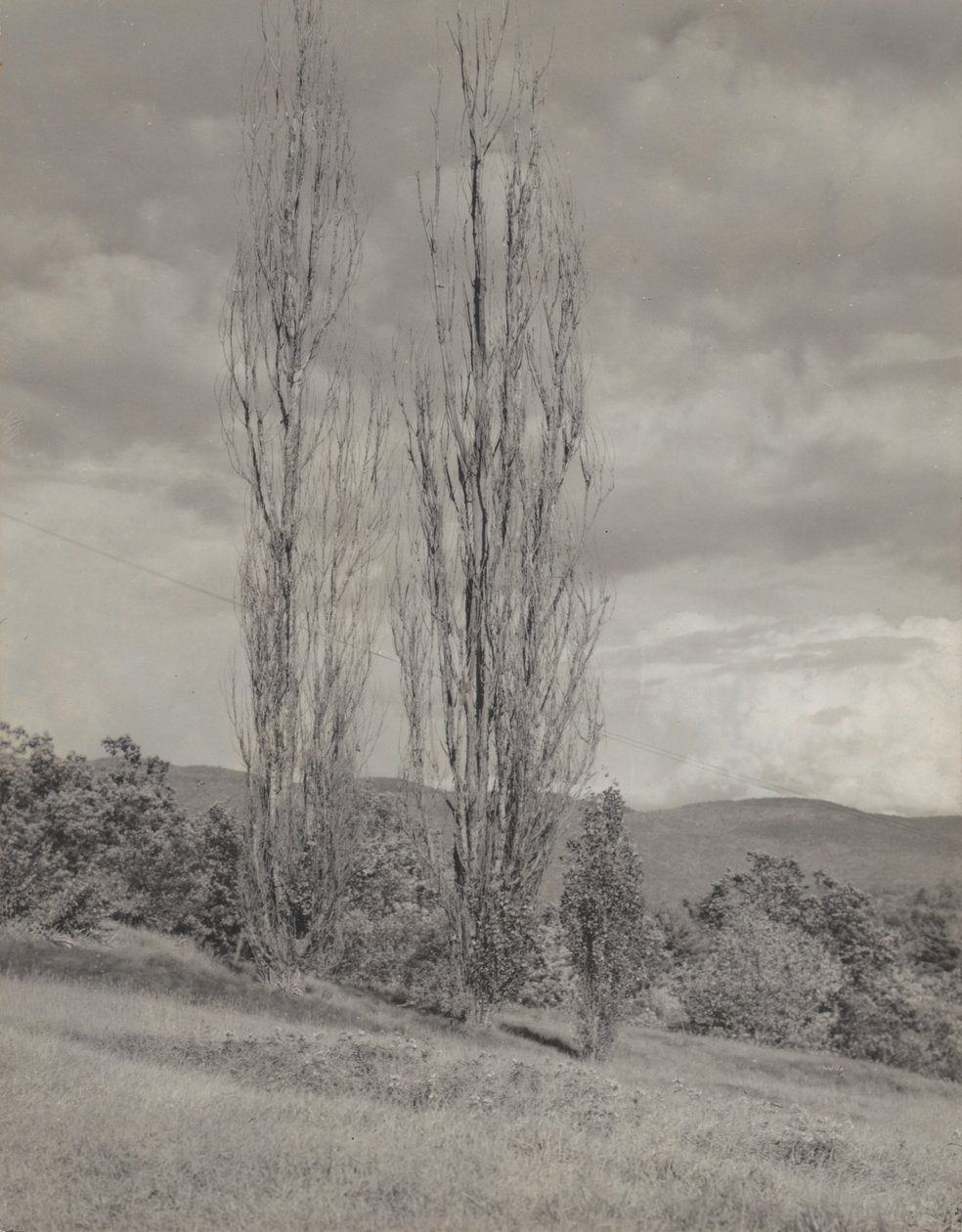 Peupliers - lac George - Alfred Stieglitz