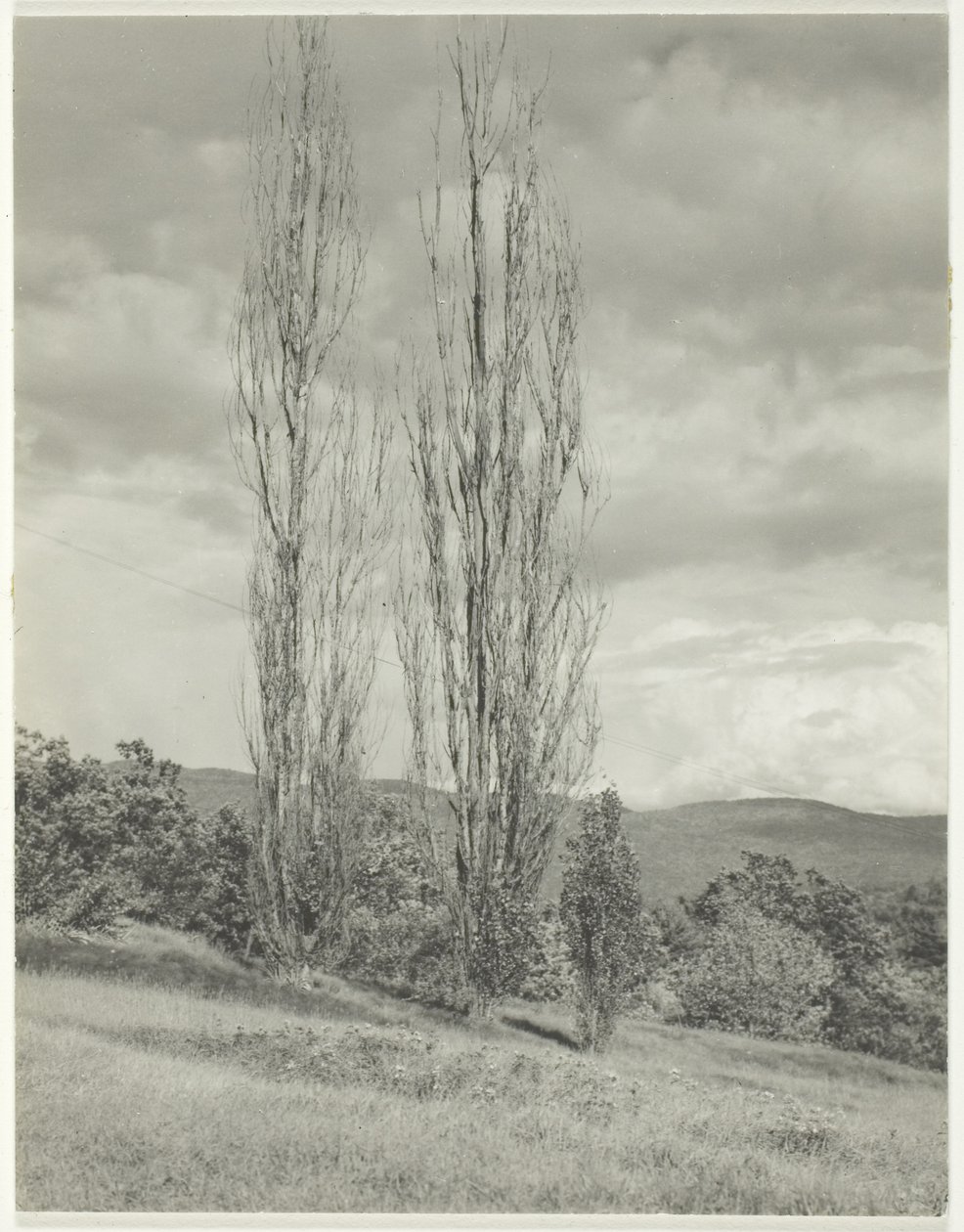 Peupliers, lac George - Alfred Stieglitz