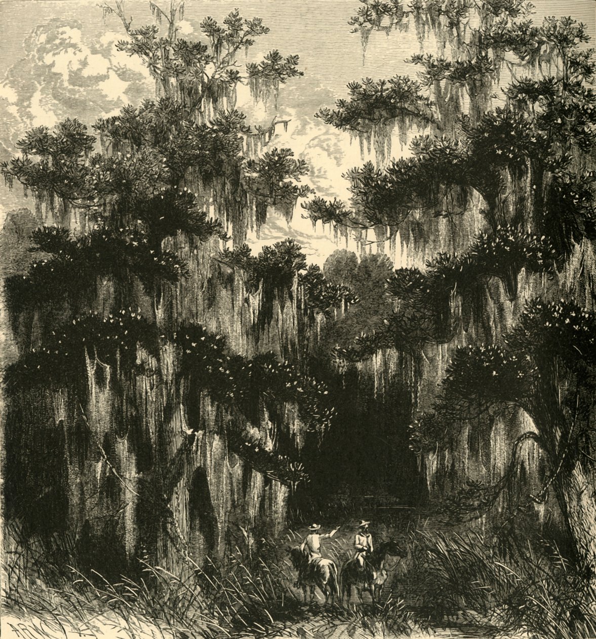 Magnolia Swamp - Alfred Rudolph Waud