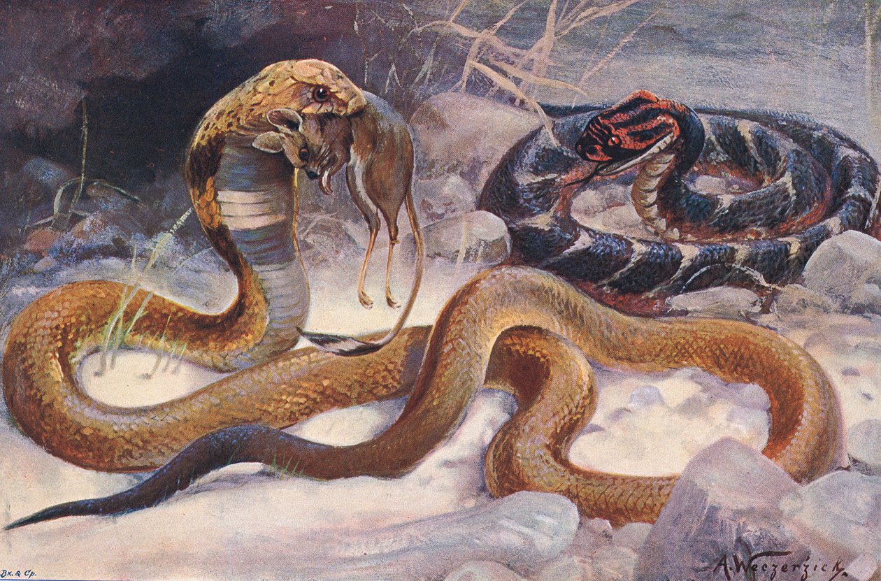 Cobra et Vipère, illustration de 