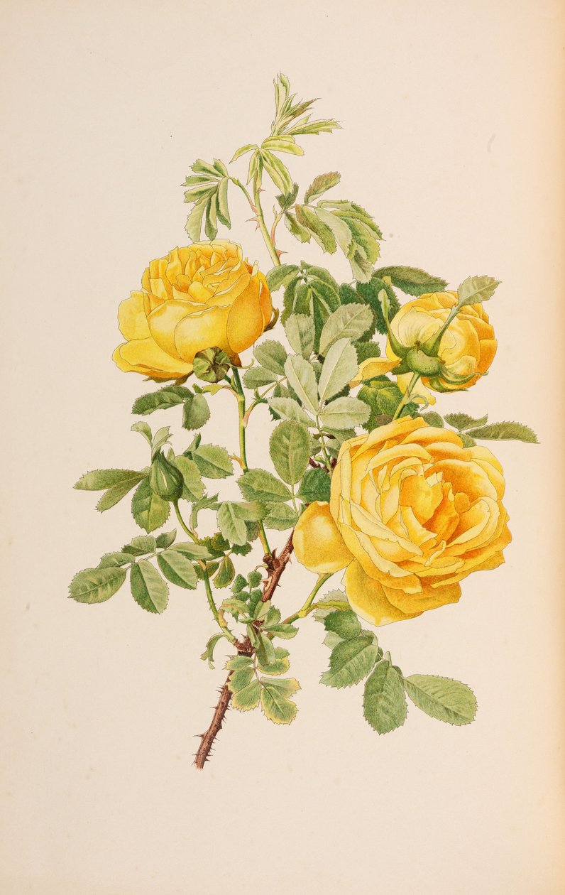 Illustration du genre rosa par Ellen Willmott, 1914 - Alfred William Parsons