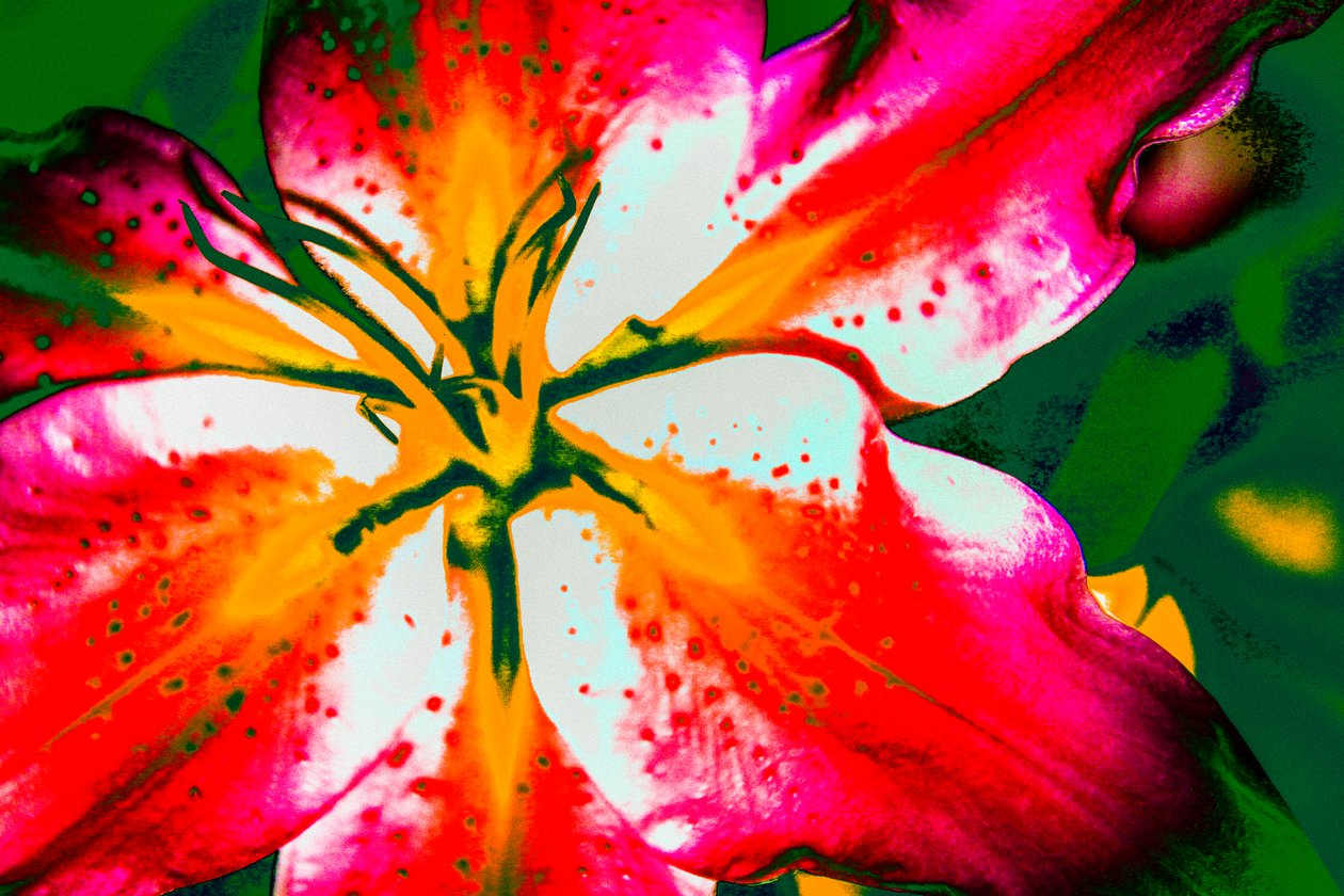Lys de Californie, 2016 (photographie peinte à la main) - Alice Gur Arie